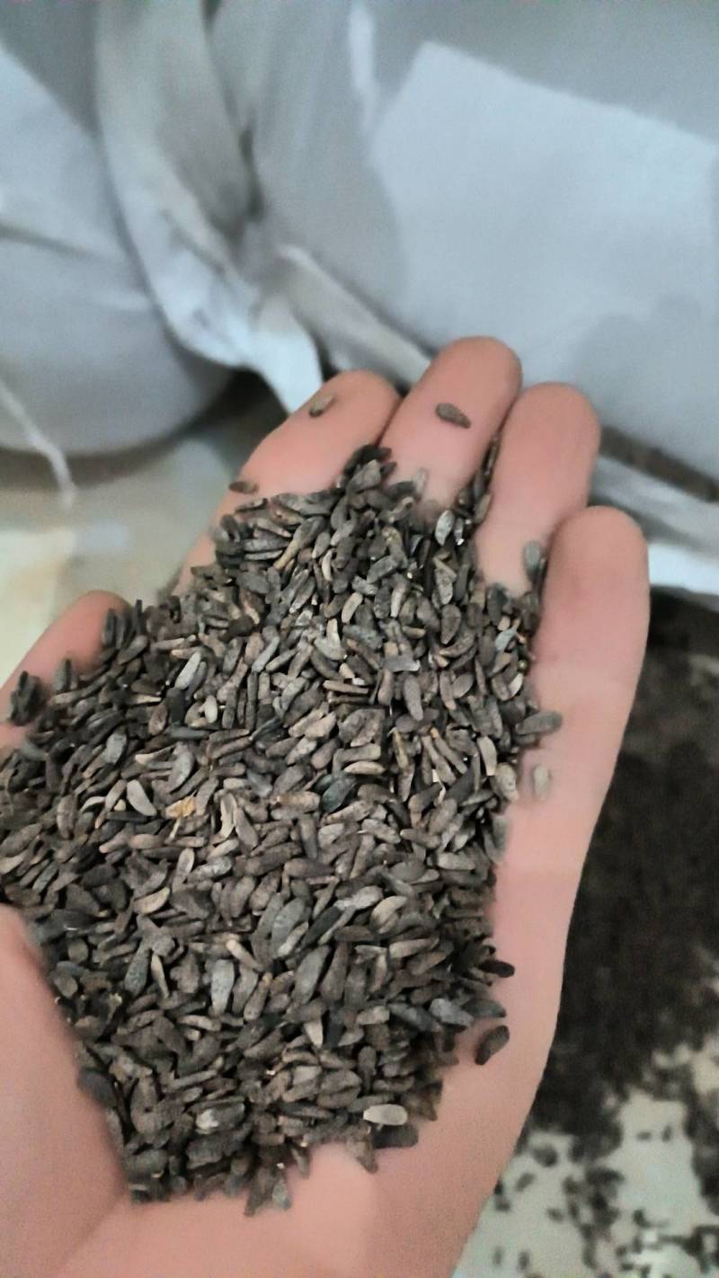 牛蒡子，常年供应，甘肃陇南产地