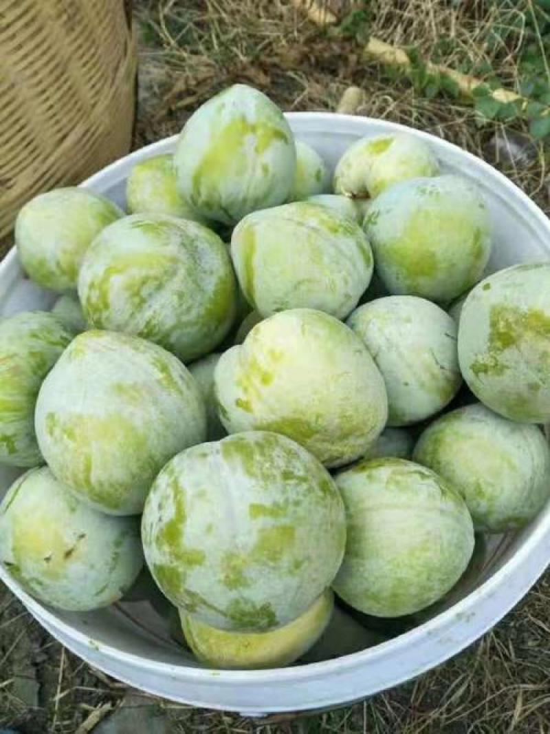 青奈李，江西赣州奈李，青皮肉厚空心核小，酸甜爽口，一件代发
