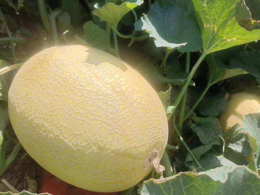 网纹瓜表面布满细腻的网状纹路,瓜皮呈金黄色,整体饱满圆润 网纹瓜特写展示其独特的网状纹理