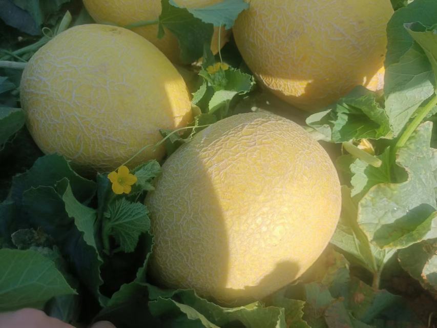 哈密瓜成熟图