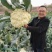 珍玉松花100花菜种子春秋两用中晚熟松花菜种子花球松大白