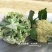 珍玉松花100花菜种子春秋两用中晚熟松花菜种子花球松大白