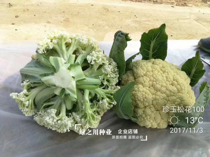 珍玉松花100花菜种子春秋两用中晚熟松花菜种子花球松大白