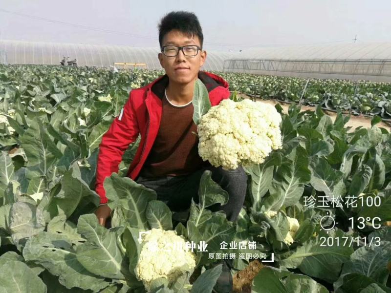 珍玉松花100花菜种子春秋两用中晚熟松花菜种子花球松大白