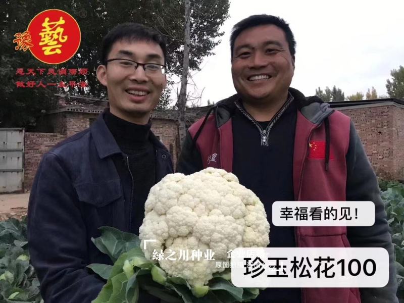 珍玉松花100花菜种子春秋两用中晚熟松花菜种子花球松大白