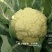 珍玉松花100花菜种子春秋两用中晚熟松花菜种子花球松大白