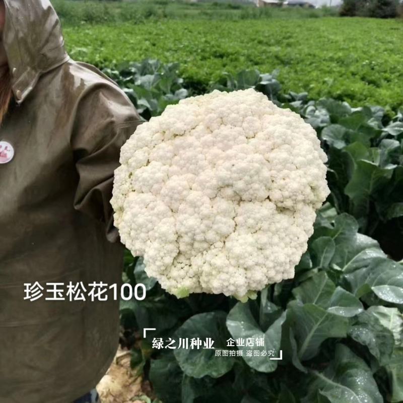 珍玉松花100花菜种子春秋两用中晚熟松花菜种子花球松大白