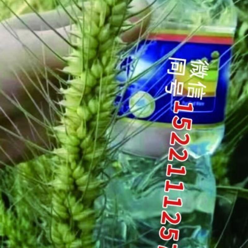 超大穂小麦种子，穗粒数120以上，抗冻能力超强，抗旱抗赤