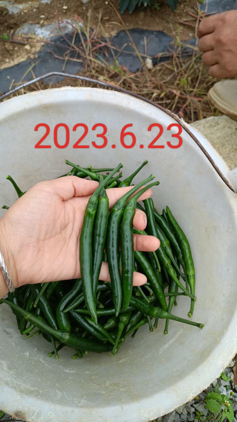 安龙县300亩青辣椒开始上市，欢迎各位老板对接