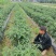 安龙县300亩青辣椒开始上市，欢迎各位老板对接