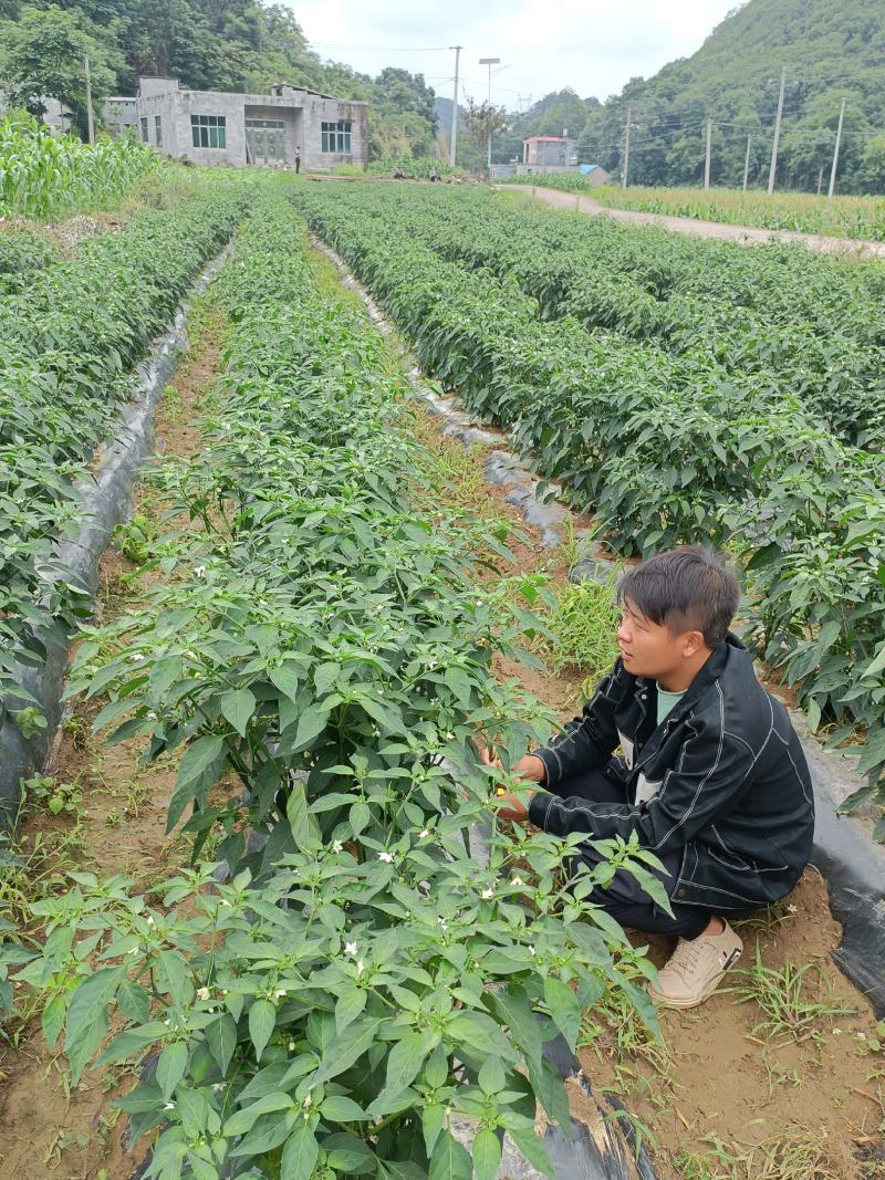 安龙县300亩青辣椒开始上市，欢迎各位老板对接