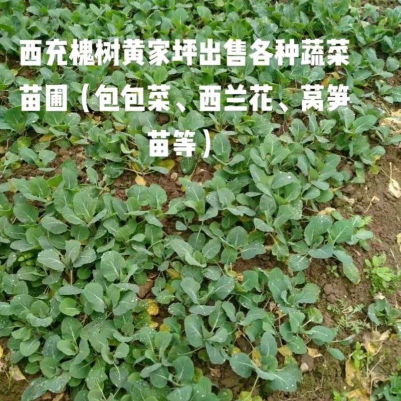 包菜苗～绿甘蓝～基地直售