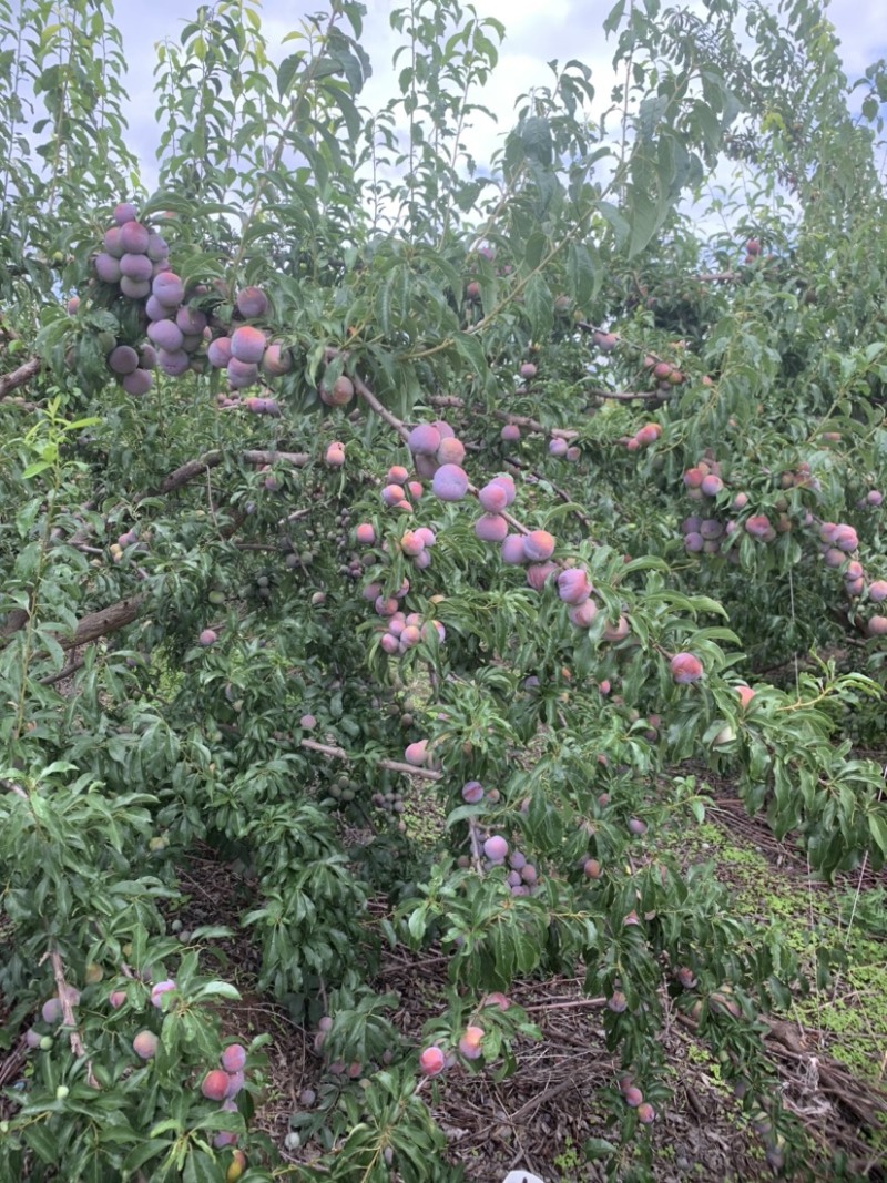 半边红李子大量上市。对接各大市场电商平台量大质优