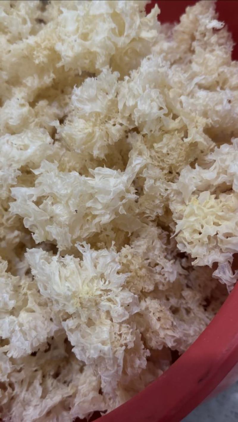 食用菌之都产地直销无根小银耳椴木小银耳银耳花白木耳易出胶