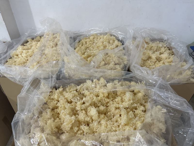 食用菌之都产地直销无根小银耳椴木小银耳银耳花白木耳易出胶