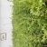 绿化工程水腊