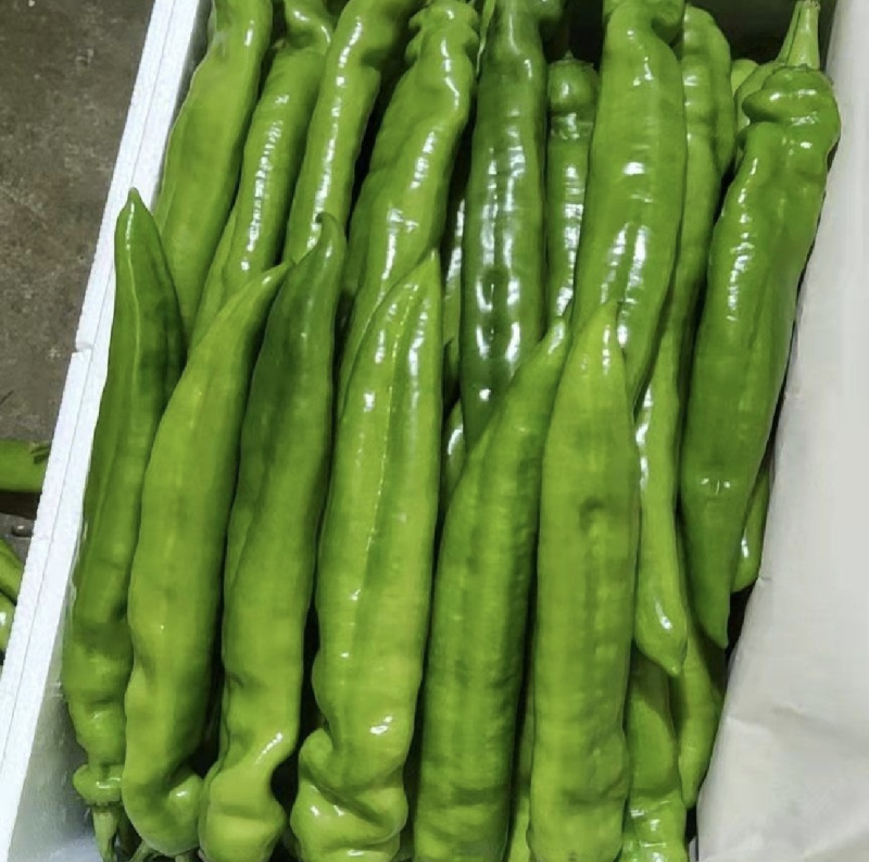 山西精品牛角椒大量上市，口感好，大量供应