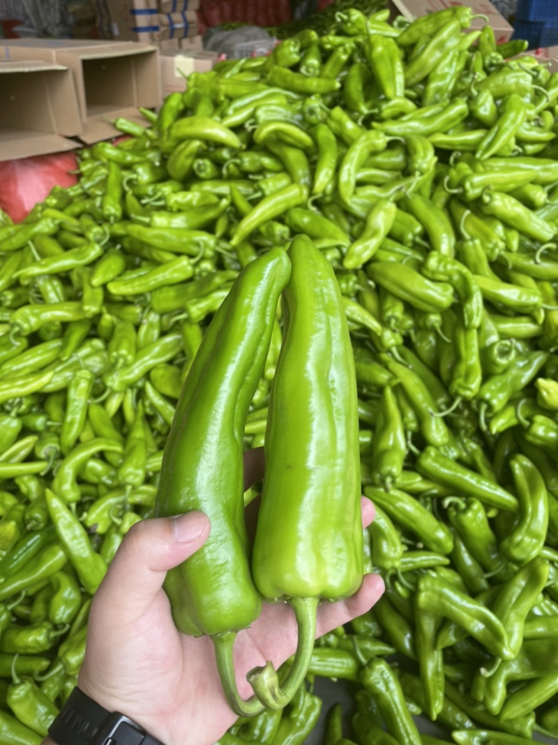 山西精品牛角椒大量上市，口感好，大量供应