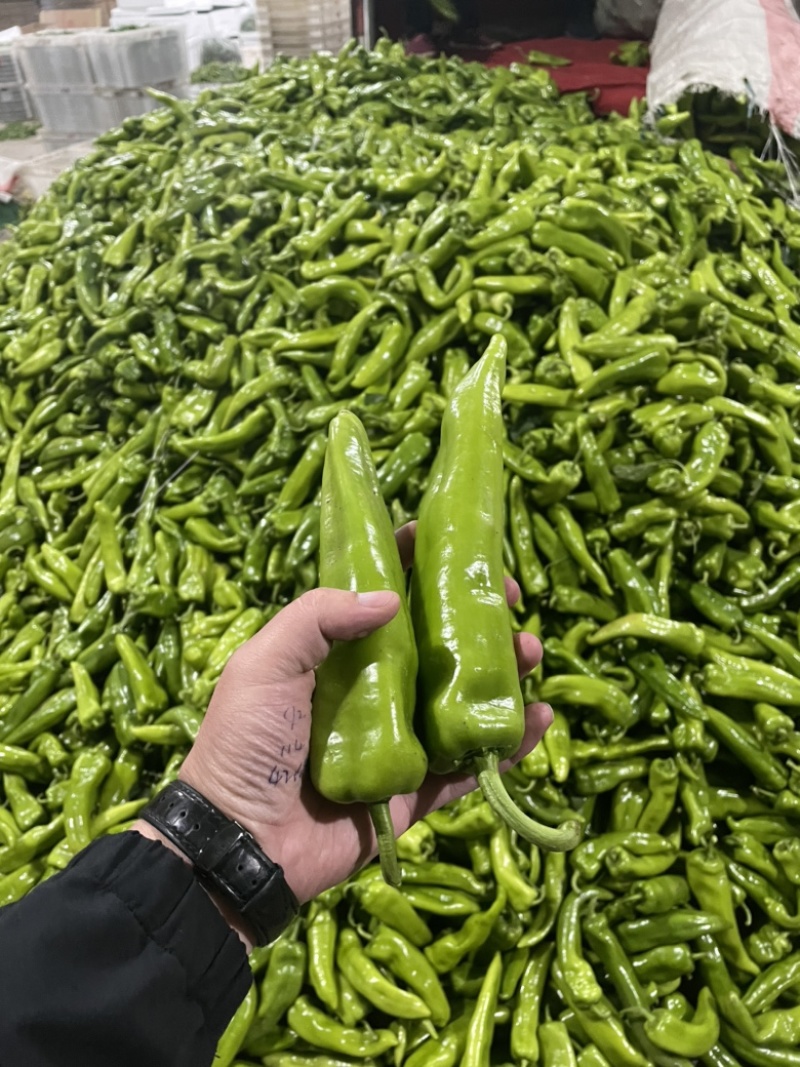 山西精品牛角椒大量上市，口感好，大量供应