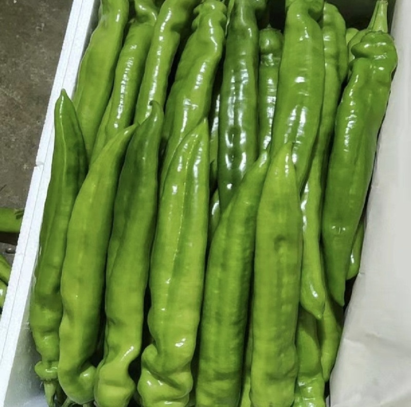 山西精品牛角椒大量上市，口感好，大量供应