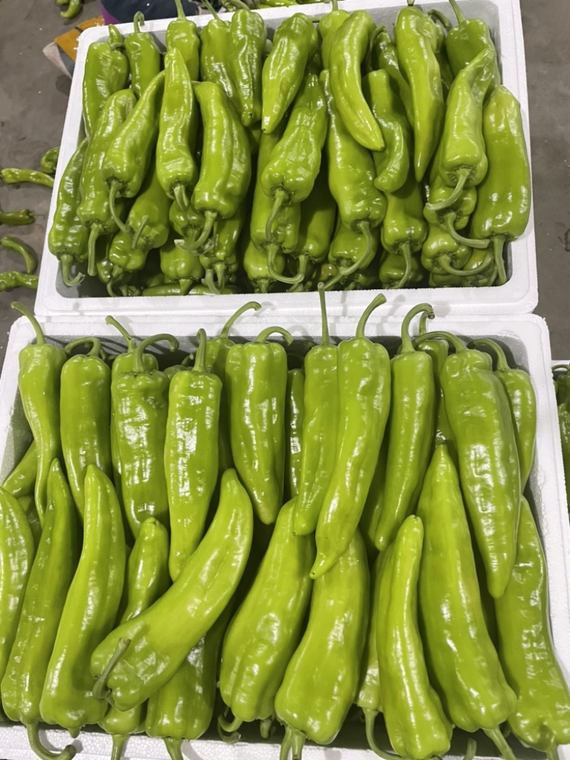 山西精品牛角椒大量上市，口感好，大量供应