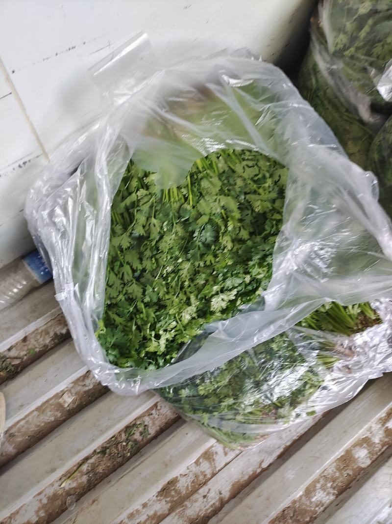 铁杆青香菜