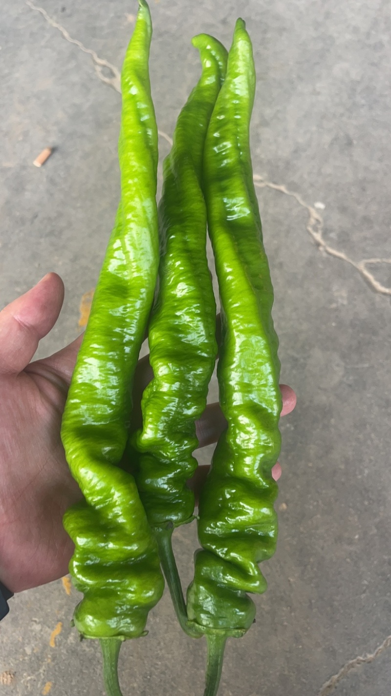 山西精品大龙椒，大量上市，产地供应，包装齐全