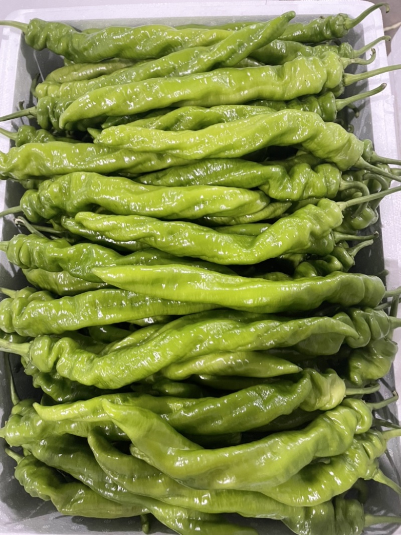 山西精品大龙椒，大量上市，产地供应，包装齐全
