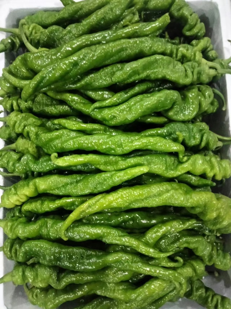山西精品大龙椒，大量上市，产地供应，包装齐全