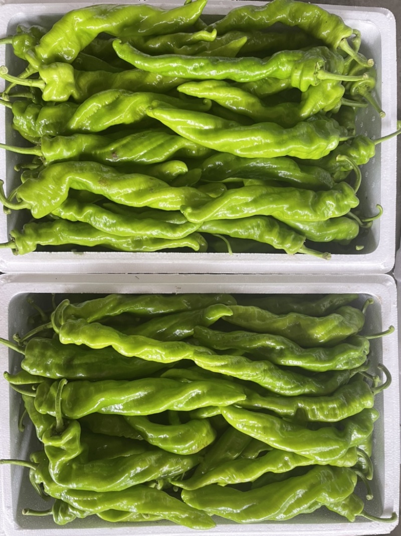 山西精品大龙椒，大量上市，产地供应，包装齐全