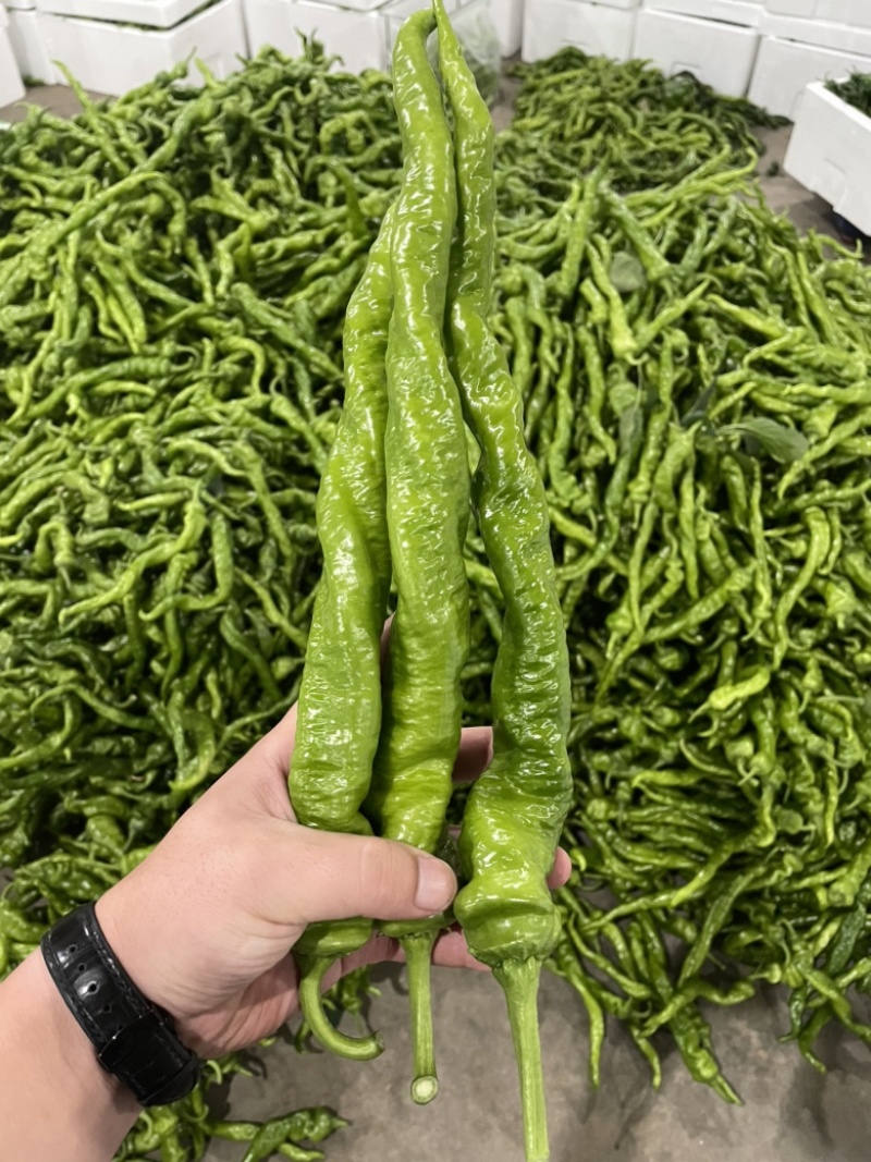 山西精品大龙椒，大量上市，产地供应，包装齐全