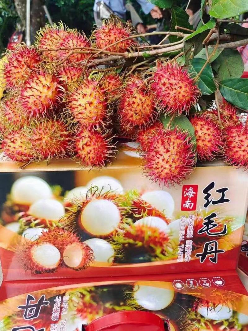 海南红毛丹/海南保亭红毛丹7号果/红毛丹/顺丰空运包邮