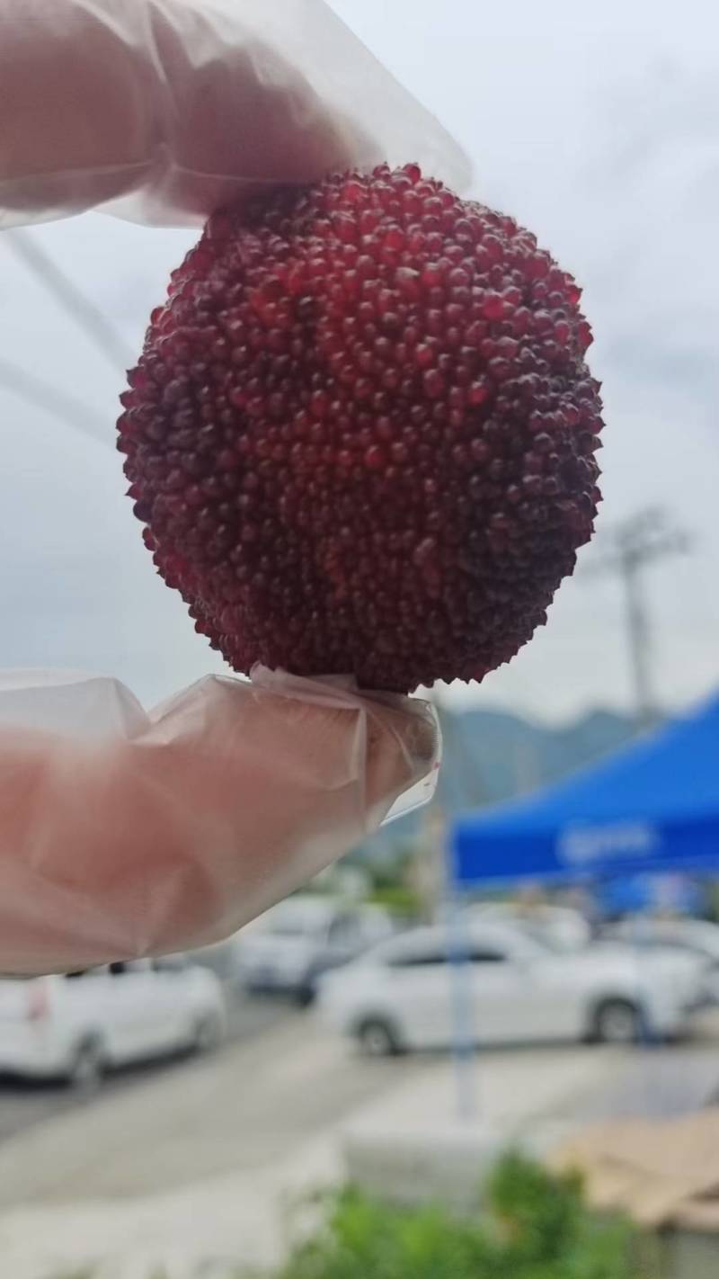 仙居高山杨梅