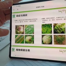 西瓜白菜土豆辣椒