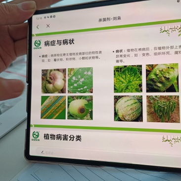 西瓜白菜土豆辣椒