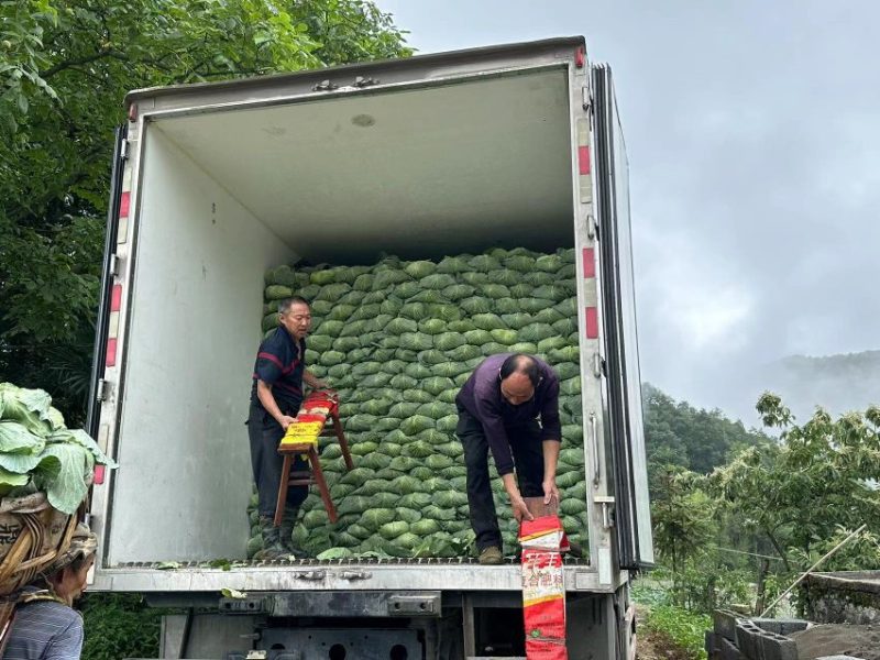 高山京丰一号，大量上市，保质保量，欢迎大家咨询订购！！！