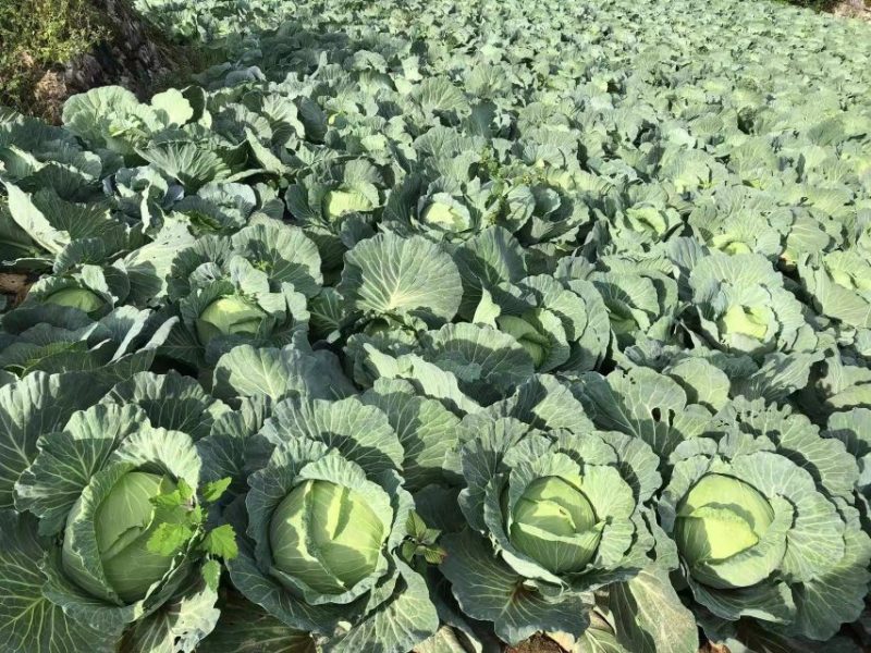 高山京丰一号，大量上市，保质保量，欢迎大家咨询订购！！！