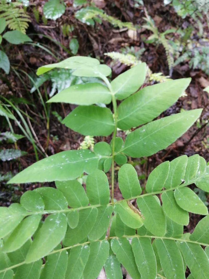 高脚贯众、水骨菜、紫蕨、紫箕贯众，紫箕