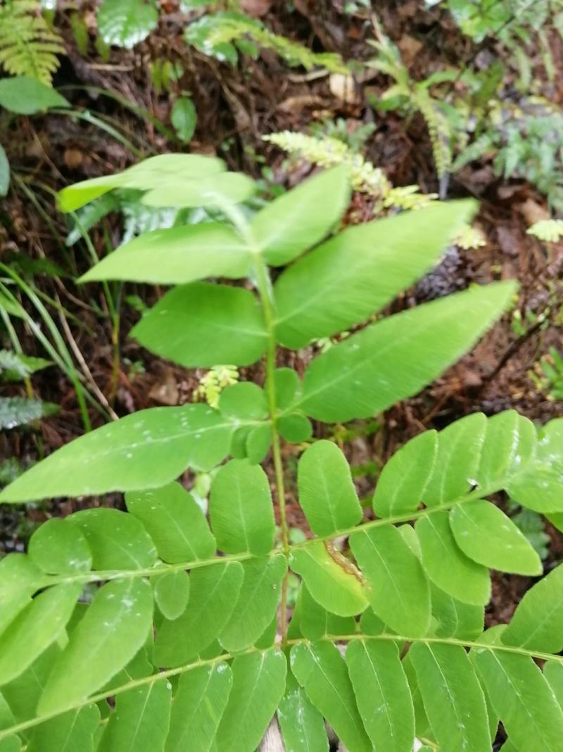 高脚贯众、水骨菜、紫蕨、紫箕贯众，紫箕