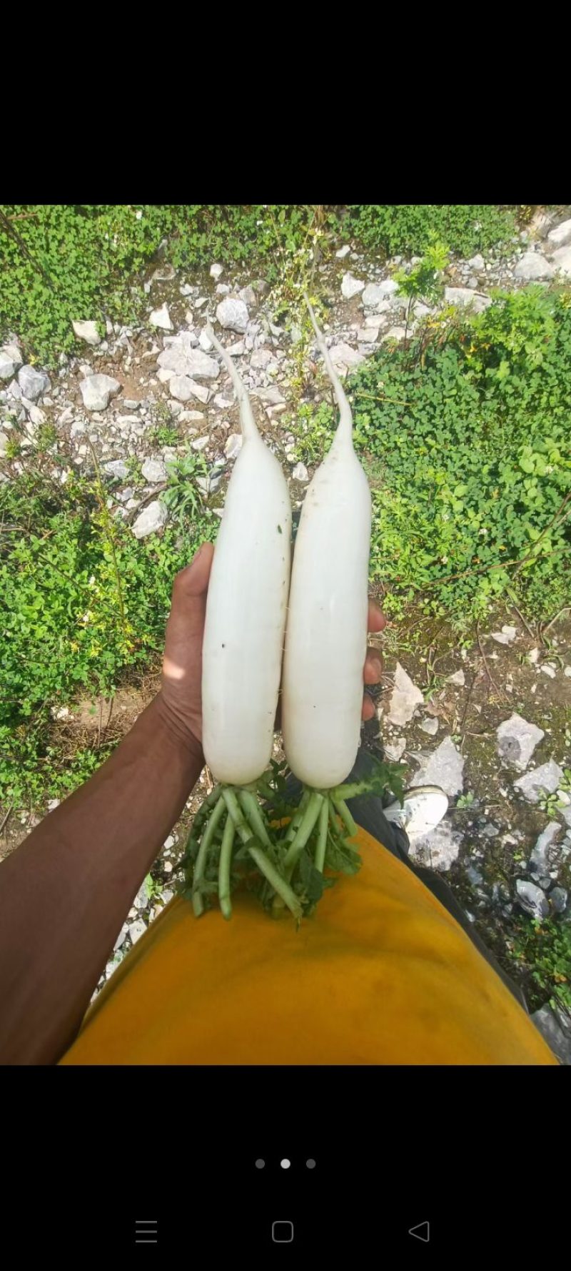 白萝卜，高山精品，大量有货，价格优惠，欢迎大家咨询订购！