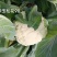 珍玉松花90天青梗松花菜种子脆甜好吃春秋两用中晚熟品种