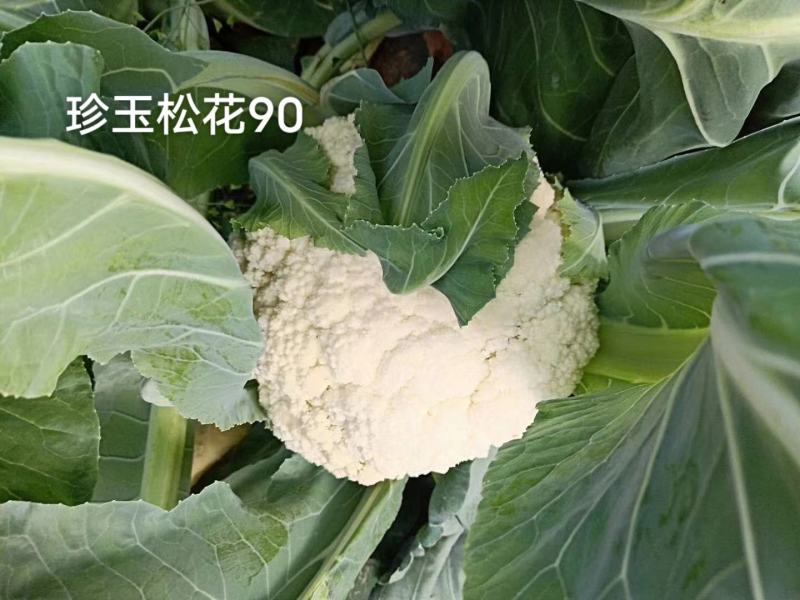 珍玉松花90天青梗松花菜种子脆甜好吃春秋两用中晚熟品种
