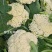 珍玉松花90天青梗松花菜种子脆甜好吃春秋两用中晚熟品种