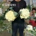 珍玉松花90天青梗松花菜种子脆甜好吃春秋两用中晚熟品种
