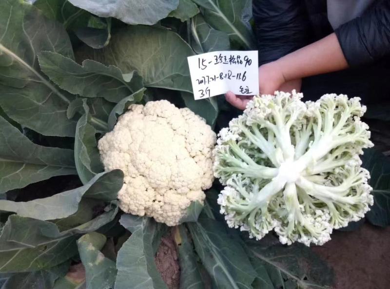 珍玉松花90天青梗松花菜种子脆甜好吃春秋两用中晚熟品种