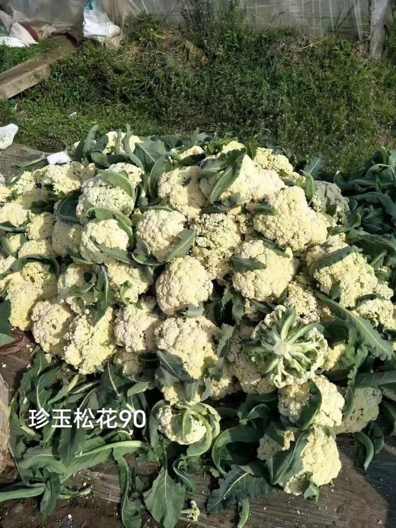 珍玉松花90天青梗松花菜种子脆甜好吃春秋两用中晚熟品种