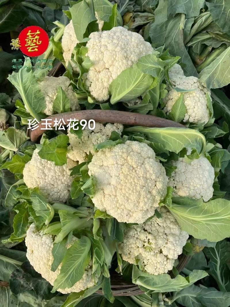 珍玉松花90天青梗松花菜种子脆甜好吃春秋两用中晚熟品种