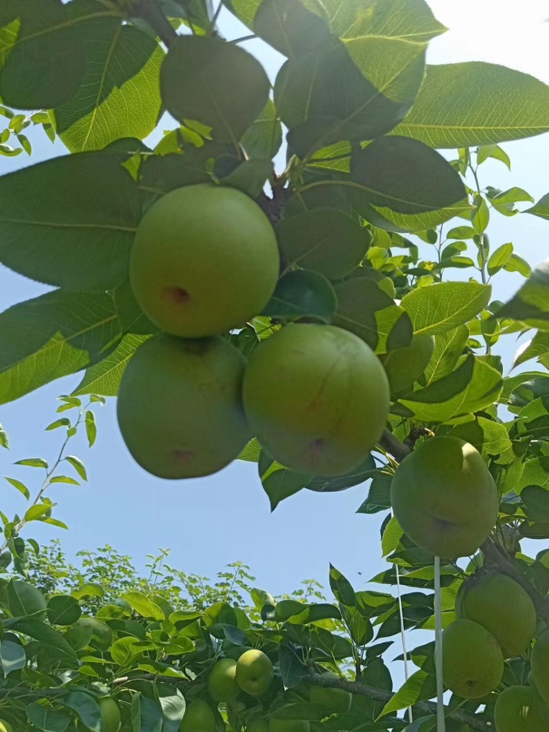 翠冠梨