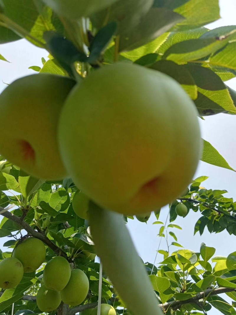 翠冠梨