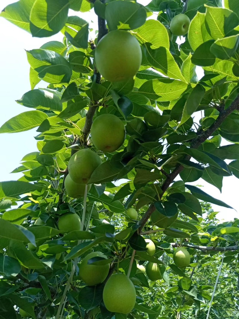 翠冠梨